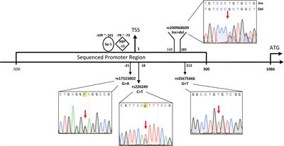 Lack of Association Between DJ-1 Gene Promoter Polymorphism and the Risk of Parkinson’s Disease